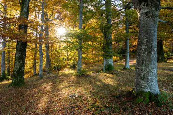 Sun Shining Autumn Forest Morning Zdjęcia Stockowe bez tantiem