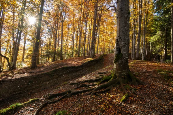 Sun Shining Autumn Forest Morning Obrazek Stockowy