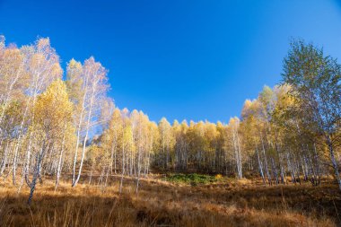 geç sonbaharda ormanda huş