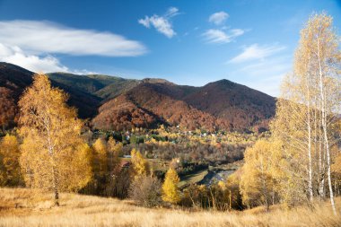 geç sonbaharda ormanda huş