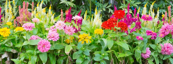 Bahçedeki çiçekler