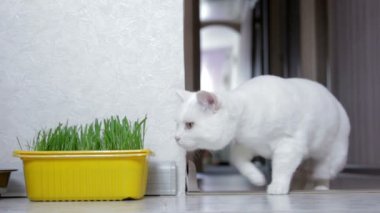 Kedi Gıda gerektirir