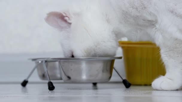 Katten äter mat — Stockvideo