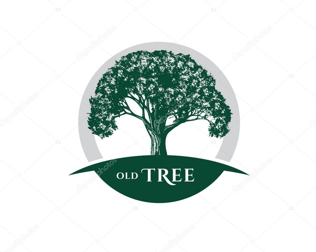  Vintage Old Oak Maple Tree logo design 