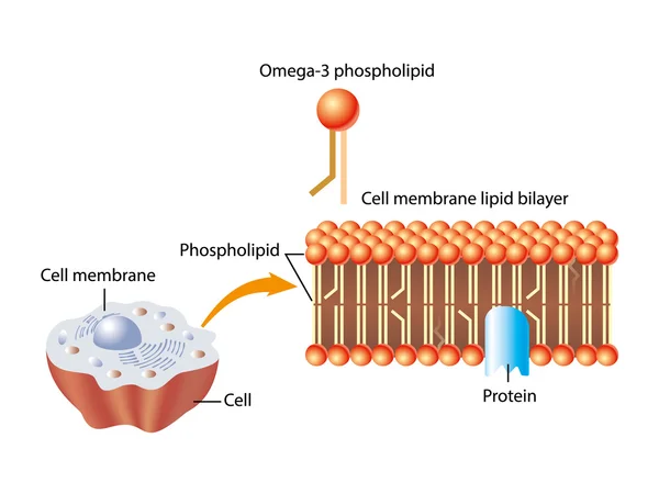 Phospholipides oméga 3 — Image vectorielle