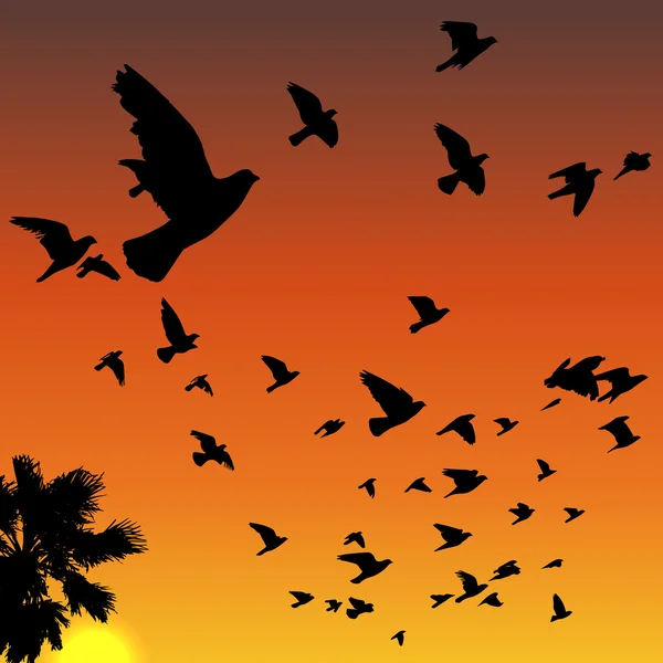 Sunset birds silhouettes — Stock Vector