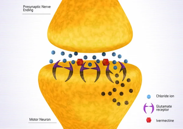 Synapse Nerf Parasitaire Inhibée Par Ivermectine Ivermectine Induit Une Hyperpolarisation — Photo