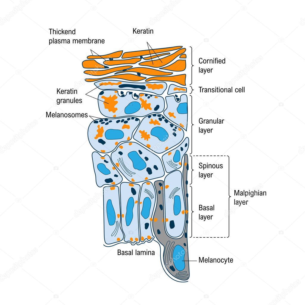 Anatomical structure and function of skin. Cutaneous-Associated Lymphoid Tissue. Medical vector illustration