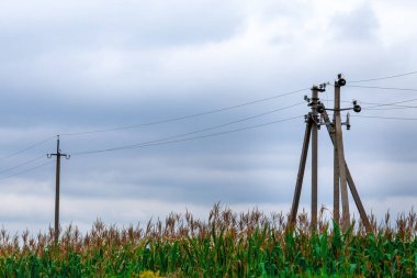 Bir mısır tarlasında elektrik hattı bulutlu bir gökyüzünün arka planında, eski beton direklerde