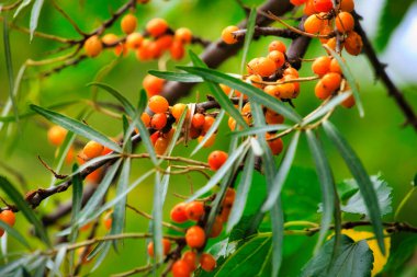 Deniz dikenleri, sığ alan derinliği bulanık. Meyve suyu, komposto, şarap ve deniz dikenli karides yağı kullanımı. Bu yağ ilaç ve kozmetolojide kullanılır, losyonların, merhemlerin, ilaçların bir parçasıdır..