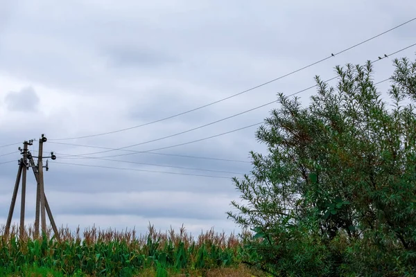 Kraftledning Ett Majsfält Mot Bakgrund Molnig Himmel Gamla Betongstolpar Små — Stockfoto