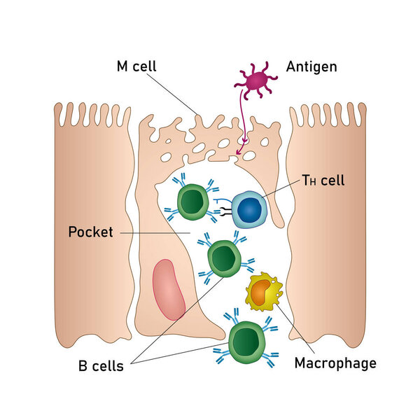 Mucosal immune system diagram. Mucous or gut associated lymphoid tissue. Medical vector illustration