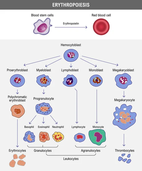 Eritropoyesis Desarrollo Glóbulos Rojos Eritrocito Ilustración Del Vector Médico — Vector de stock