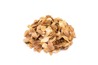 Samanea saman ağacının taze ve kuru yaprakları beyaz arka planda izole edilmiş..