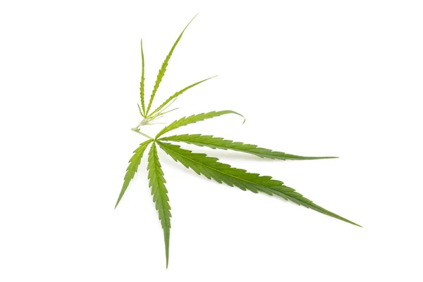 Grünes Blatt Frisch Von Marihuana Baum Studioaufnahme Isoliert Auf Weißem — Stockfoto