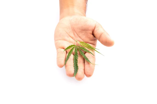 Grünes Blatt Frisch Von Marihuana Baum Studioaufnahme Isoliert Auf Weißem — Stockfoto