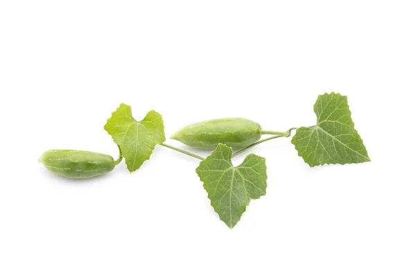 Junge Grüne Früchte Und Blatt Efeu Kürbis Isoliert Auf Weißem — Stockfoto