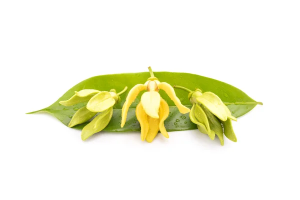 Květ List Ylang Ylang Cananga Odorata Izolované Bílém Pozadí — Stock fotografie