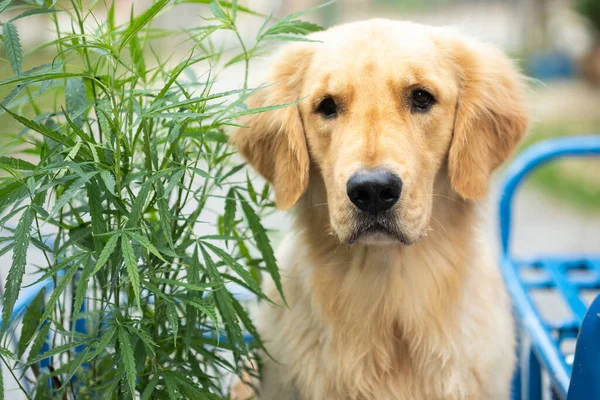 Brązowy Pies Golden Retriever Siedzący Obok Zielonego Drzewa Marihuany Kręcenie — Zdjęcie stockowe