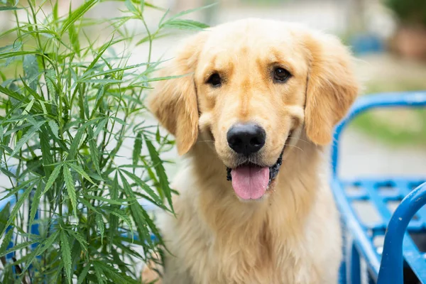 Brązowy Pies Golden Retriever Siedzący Obok Zielonego Drzewa Marihuany Kręcenie — Zdjęcie stockowe