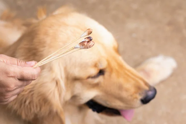 Рука Держит Грязный Ватный Бутон Рядом Коричневой Собакой Golden Retrievers — стоковое фото