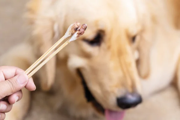 Рука Держит Грязный Ватный Бутон Рядом Коричневой Собакой Golden Retrievers — стоковое фото