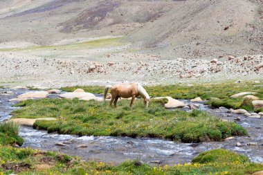 Yeşil çayırda vahşi bir at ve arka planda olmalı..
