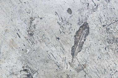 Ahşap Doku Arkaplanı. Parlak Ahşap ve Boş Boşluk Kopyalama Boşluk Duvar Kağıdı.