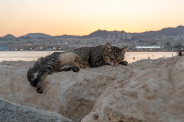 Eilat, İsrail 'de gün batımında bir kayanın üzerinde yatan başıboş bir kedi.