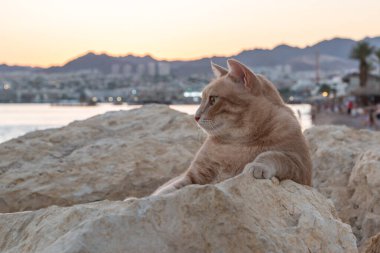Eilat, İsrail 'de gün batımında bir kayanın üzerinde yatan başıboş bir kedi.