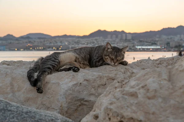 Eilat, İsrail 'de gün batımında bir kayanın üzerinde yatan başıboş bir kedi.