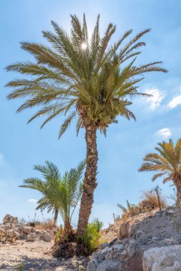 Kuzey İsrail 'deki Tel Megiddo Ulusal Parkı' nda palmiye ağaçları büyüyor.