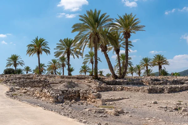 以色列北部Tel Megiddo国家公园种植的棕榈树 — 图库照片