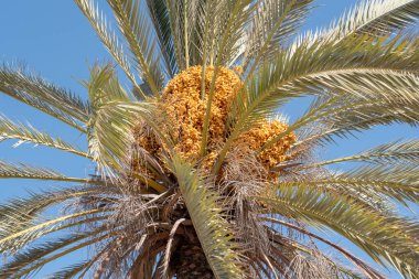 Kuzey İsrail 'deki Tel Megiddo Ulusal Parkı' nda palmiye ağaçları büyüyor.