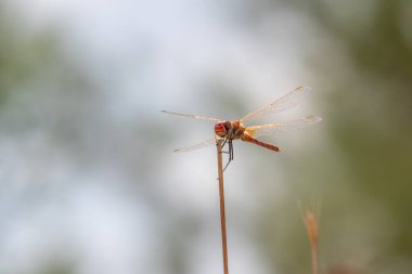 Kızıl yusufçuk Kuzey İsrail 'de bir derenin yakınındaki bir bitkide oturuyor.