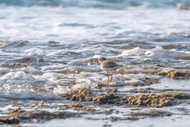 Bir Kentish Plover İsrail Hayfa yakınlarındaki Akdeniz sularında yiyecek arayan çok küçük bir su kuşu.