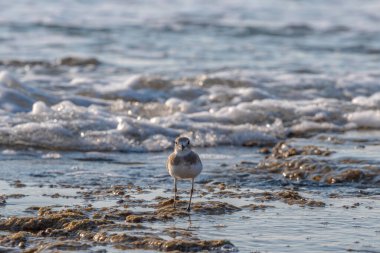 Bir Kentish Plover İsrail Hayfa yakınlarındaki Akdeniz sularında yiyecek arayan çok küçük bir su kuşu.