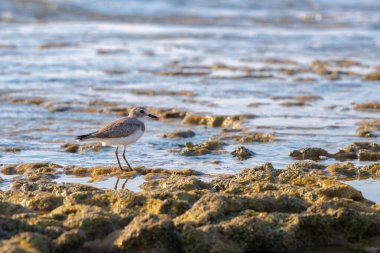 Bir Kentish Plover İsrail Hayfa yakınlarındaki Akdeniz sularında yiyecek arayan çok küçük bir su kuşu.