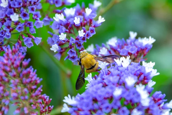 Delicate purple Sea Lavender,  Statice, Limonium perezii, with Painted Lacy butterfly in my garden in Israel