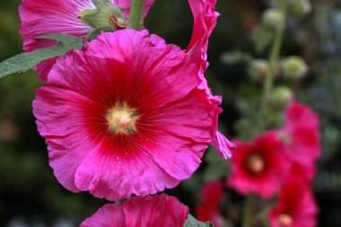 Koyu pembe Hollyhocks, İsrail 'deki diğer çiçeklerin bulanık arkaplanlarıyla kaplıdır..