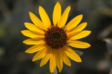 Güzel sarı küçük ayçiçeği İsrail 'de gün ışığında çiçek açıyor..