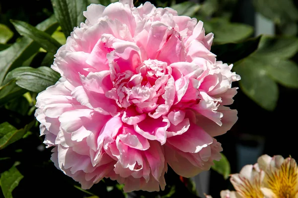 Одинокий Розовый Пион Светлыми Темными Розовыми Цветами Солнечный День Миннесоте — стоковое фото
