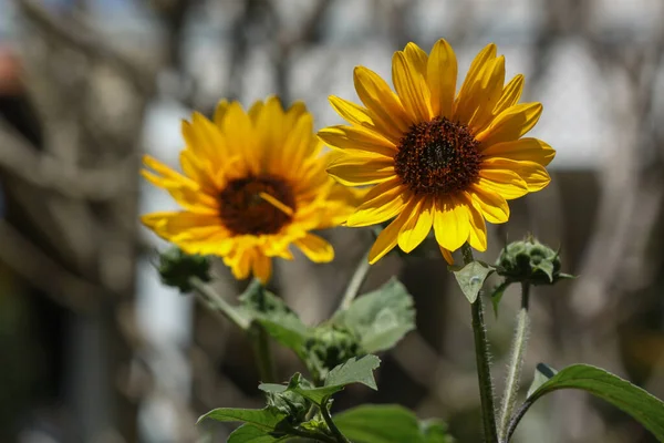 Bonito Amarelo Pequenos Girassóis Florescendo Sol Israel — Fotografia de Stock