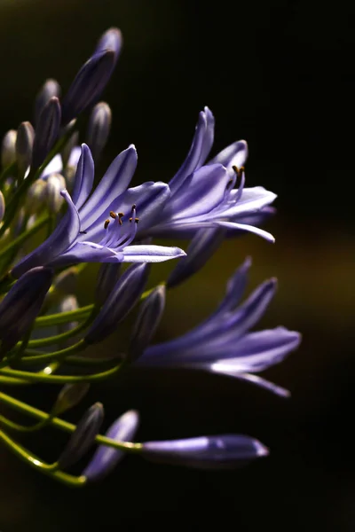 Primer Plano Hermosa Púrpura Azul Agapanthus Africanus También Conocida Como —  Fotos de Stock