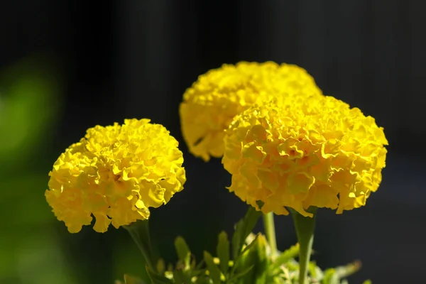 Nahaufnahme Von Leuchtend Gelben Ringelblumen Einem Sonnigen Tag Israel — Stockfoto
