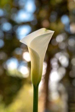 İsrail 'de ilkbaharın başlarında bahçedeki zarif beyaz zambaklar.