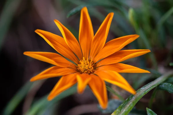 Κοντινό Πλάνο Του Όμορφου Πολύχρωμου Πορτοκαλιού Λουλούδι Της Γαζανίας Μια — Φωτογραφία Αρχείου