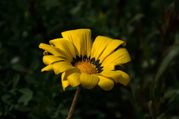 Nahaufnahme Einer Schönen Farbenfrohen Gelben Und Schwarzen Gazania Blume Einem — Stockfoto