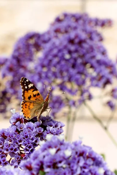 Delicate purple Sea Lavender,  Statice, Limonium perezii, with Painted Lacy butterfly in my garden in Israel