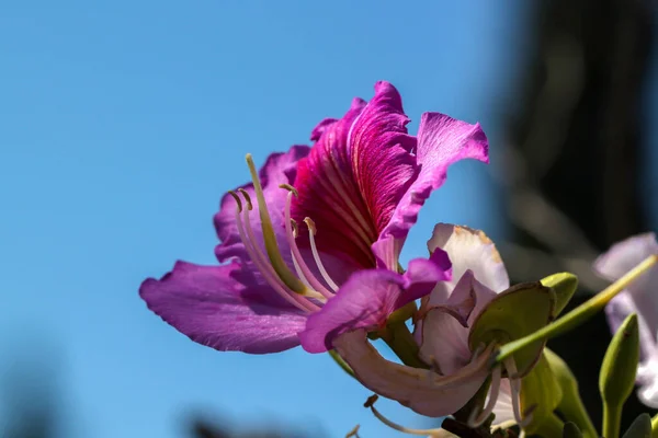 Floração Árvore Bauhinia Orchid Aka Butterfly Árvore Início Primavera Israel — Fotografia de Stock